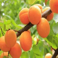 پک ۱۸عددی نهال های گلدانی میوه کاشت تابستانی|خدمات باغبانی و درختکاری|اصفهان, شاهد|دیوار