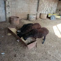 3 تا یکی نره دوتا ماده|حیوانات مزرعه|خان ببین, |دیوار