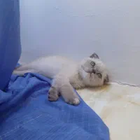 بچه گربه اسکاتیش توله