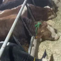 فروش گوساله های درجه یک پرواری درهمه وزن|حیوانات مزرعه|فرمهین, |دیوار