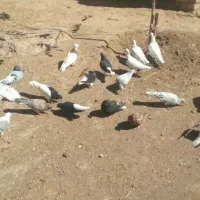 کبوتر رنگی|پرنده|دشتابی, |دیوار