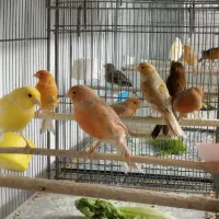 تعداد قناری