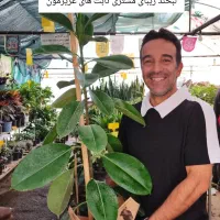 برای هدیه/گل وگیاهتونو گرون نخرید/ازما قیمت بگیرید|گل و گیاه طبیعی|اصفهان, ملک‌شهر|دیوار