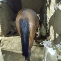 اسب نریان و قاطر نریان|اسب و تجهیزات اسبسواری|سنندج, |دیوار