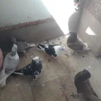 کبوتر رنگی|پرنده|قم, شهرک طالقانی|دیوار