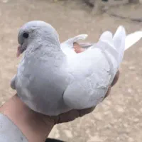 کبوتر یال سبز و خوشرنگ نقره ای