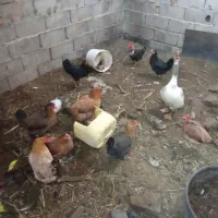 مرغ غرب|حیوانات مزرعه|آبادان, |دیوار