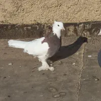 کفتر طوقی