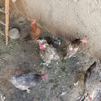 فروش ۴ مرغ و ۱ خروس سلطان|حیوانات مزرعه|اصفهان, فردوان|دیوار
