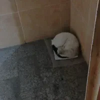 واگذاری گربه