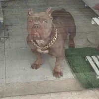 واگذاری امریکن بولی