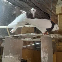 سه جفت طوقی، یک شتری سیاه دم سفیدنر،