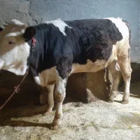 گوساله ماده