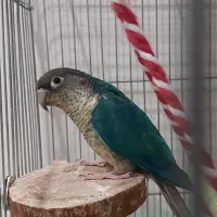 گرینچیک تراکوییس ۳ ماهه درشت و کشیده