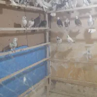 کبوتر