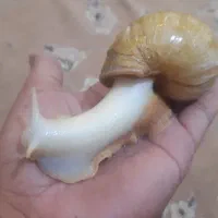 حلزون