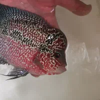 فلاورکامفا