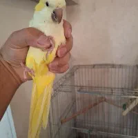 طوطی راهب لوتینو،زرد|پرنده|اسلام‌شهر, شهرک مفیدی|دیوار