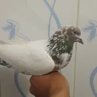 کبوتر  کله دار