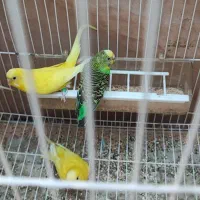 مرغ عشق|پرنده|شیراز, کیان شهر|دیوار