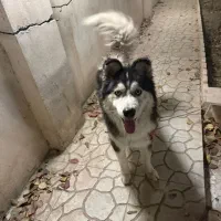 سگ هاسکی معاوضه با گلدن