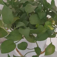 گل های زیبا و سر حال|گل و گیاه طبیعی|مهاجران, |دیوار