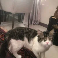 واگذاری