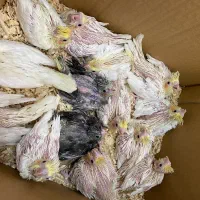 جوجه عروس هلندی سرلاکی نژاد سخنگو