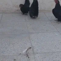 یک ست مرغ و خروس جاپنیز