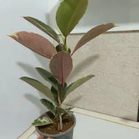 گل خانگی|گل و گیاه طبیعی|مرودشت, ولایت|دیوار