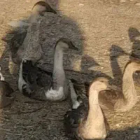 غازتخمگذار|حیوانات مزرعه|یاسوج, |دیوار