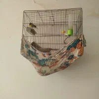 سهره قناری .سهره جوجه قفس وسهره خاکی|پرنده|فسا, |دیوار