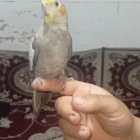 عروس هلندی سخنگو