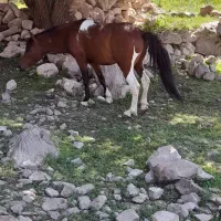 اسب۳ساله
