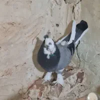 کبوتر  شازده سبز پا پر