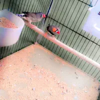 مرغ عشق|پرنده|یزد, |دیوار