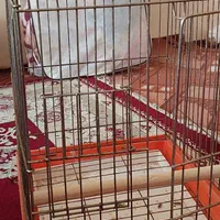 قفس پرنده