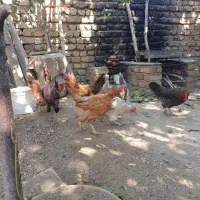 مرغ|حیوانات مزرعه|زند, |دیوار