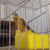 ماده جوجع بزرگ کن