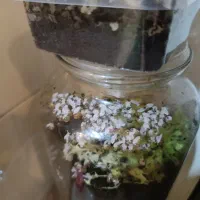 حلزون جوجه فروشی