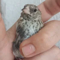 جوجه سهره قفس نر،حلقه پا،دهندار،کردستان کیاسر