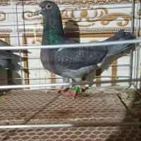 پلاکی پرینت دار