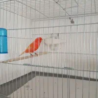 قناری نر بخون