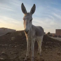 با سلام فروش ۲راس کره خر نر آروم و اصیل|حیوانات مزرعه|مرودشت, رودبال|دیوار