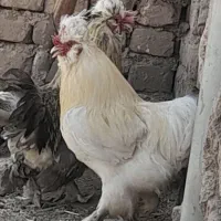 دوعدد خروس جوان
