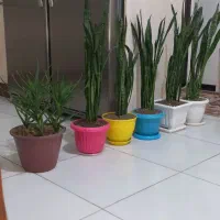 گل وگلدان آپارتمانی