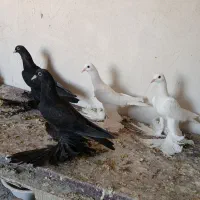 کبوتر|پرنده|شیراز, شهرک بهار|دیوار