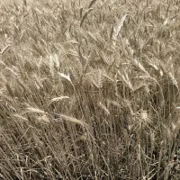 گندم دیم آذر 2 بوجاری شده|عمدهفروشی|فریمان, |دیوار