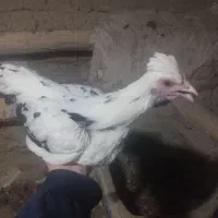 مرغ و خروس گلین|حیوانات مزرعه|کمیجان, |دیوار