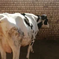 فروش گاو کشتاری جوان|حیوانات مزرعه|شال, |دیوار